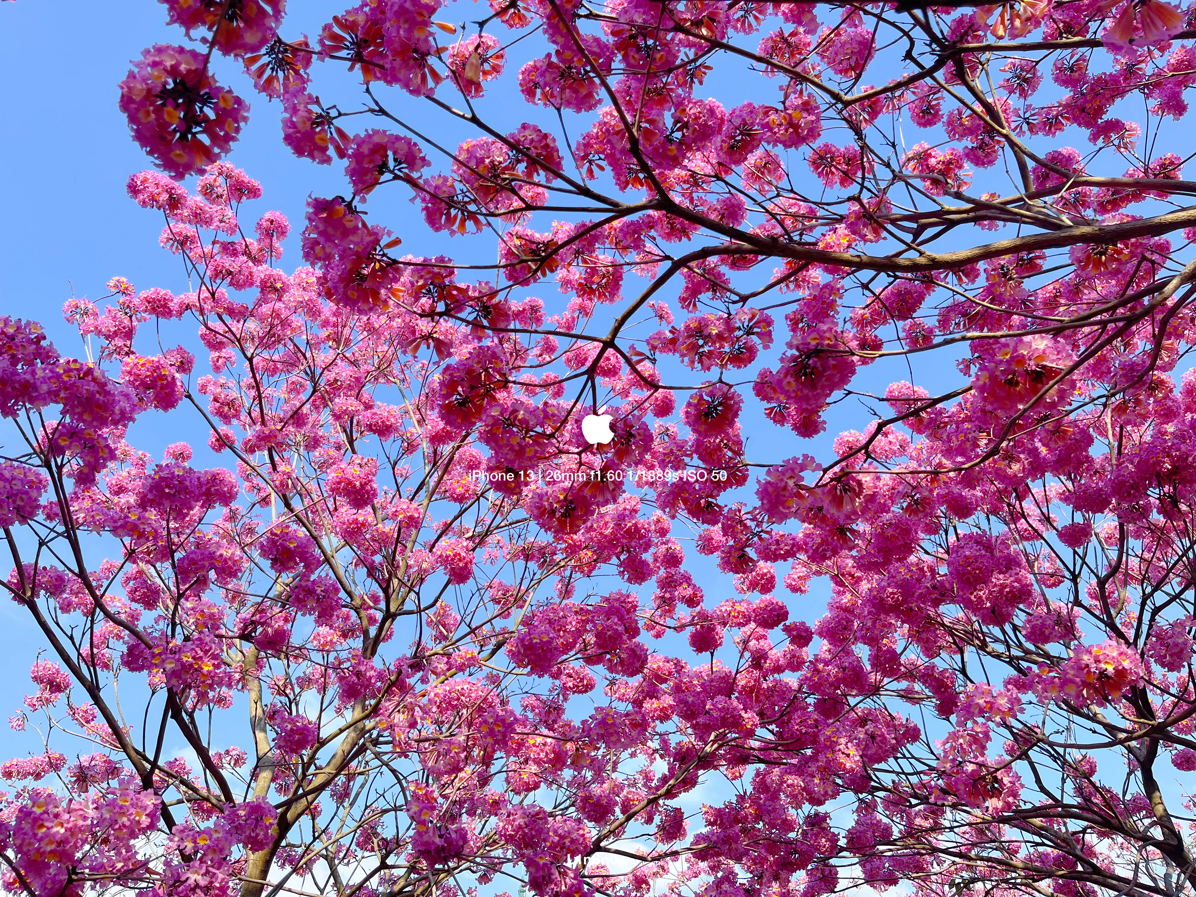 GDUT 紫花风铃木