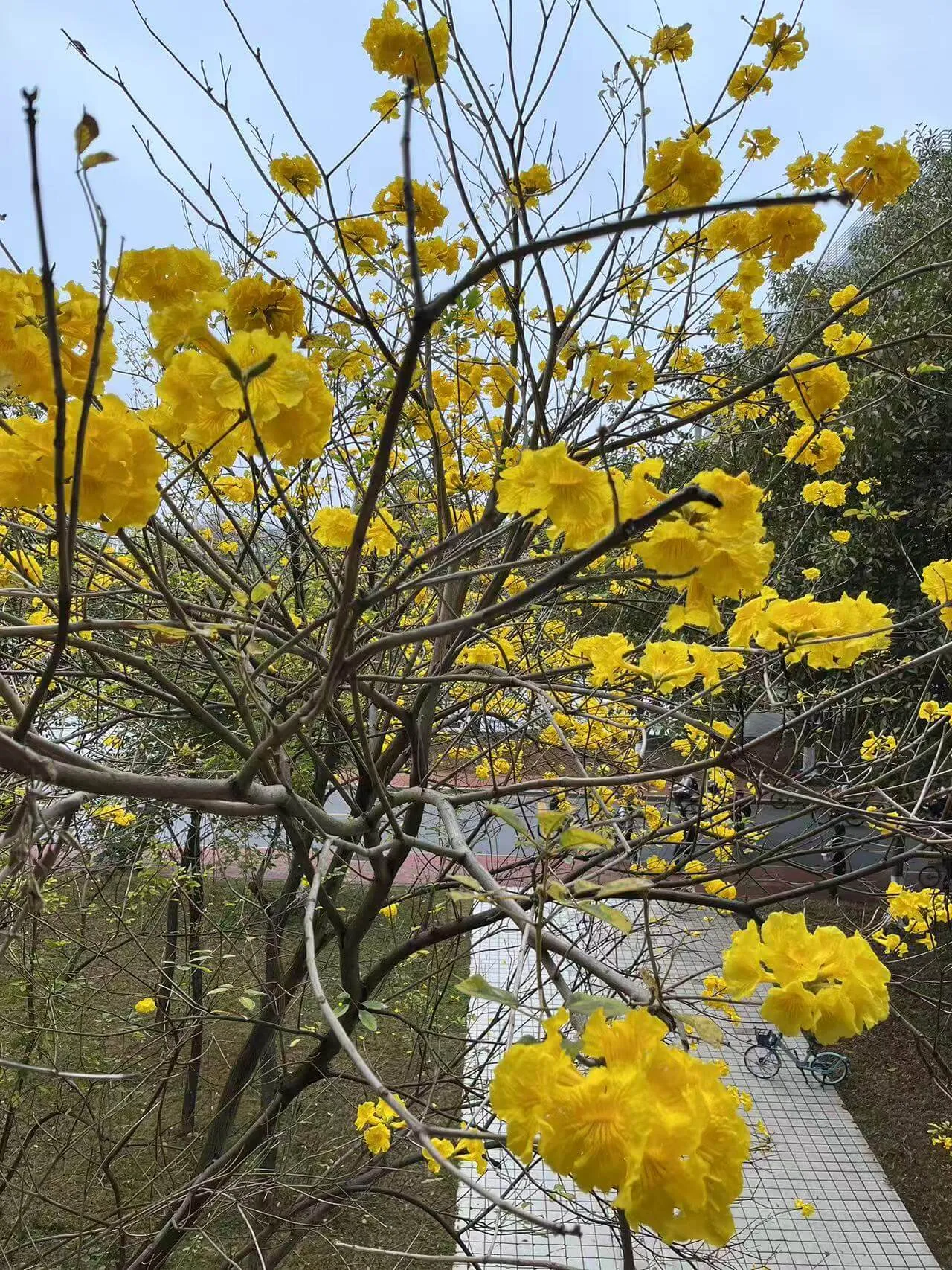 教学楼附近的话